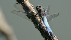 Blaugrüne Mosaikjungfer (7).jpg